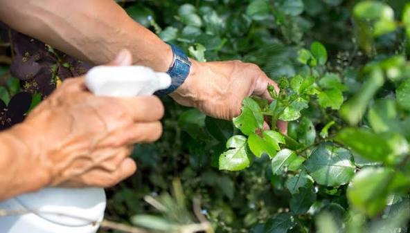 Particulieren mogen minder bestrijdingsmiddelen gebruiken in de tuin